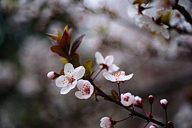 维京时代回合制策略游戏《北境传奇》公布